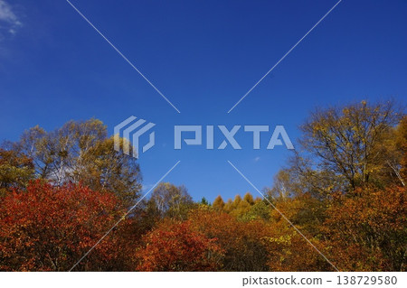 Autumn trees, their colors contrasting beautifully against the deep blue sky. Autumn trees, their colors contrasting beautifully against the deep blue sky. 138729580