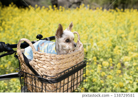 A Yorkshire Terrier in a basket with rapeseed flowers A Yorkshire Terrier in a basket with rapeseed flowers 138729581