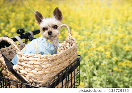 一隻約克夏梗犬躺在裝滿油菜花的籃子裡 138729583