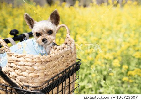 一隻約克夏梗犬躺在裝滿油菜花的籃子裡 一隻約克夏梗犬躺在裝滿油菜花的籃子裡 138729607