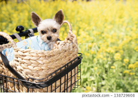 A Yorkshire Terrier in a basket with rapeseed flowers A Yorkshire Terrier in a basket with rapeseed flowers 138729608