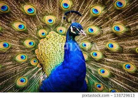 peacock 138729613