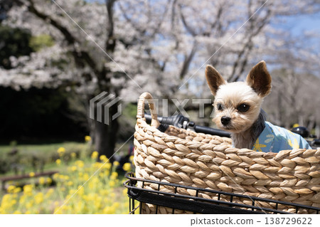櫻花和約克夏犬 櫻花和約克夏犬 138729622