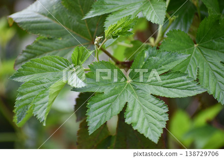 Rubus trifidus leaf Rubus trifidus leaf 138729706