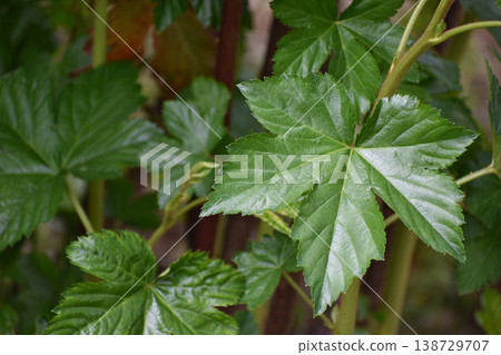 Rubus trifidus leaf Rubus trifidus leaf 138729707