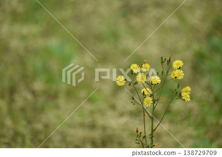 Yellow flower of Onita Birako 138729709