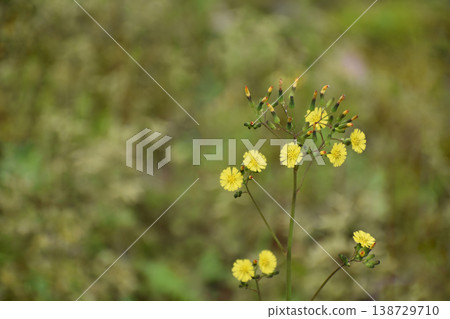 Yellow flower of Onita Birako 138729710