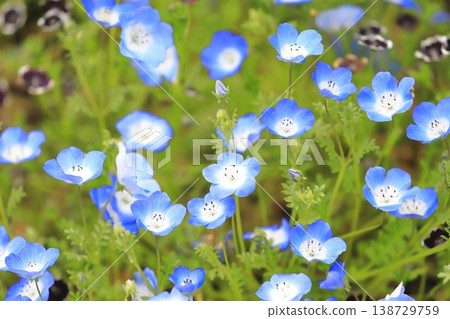 睡蓮 (Nemophila mengesii) 睡蓮 (Nemophila mengesii) 138729759
