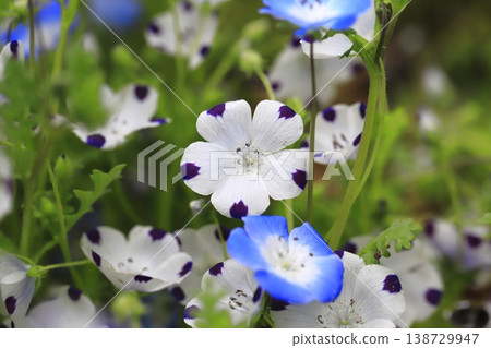 Nemophila maculata (maculata) 138729947
