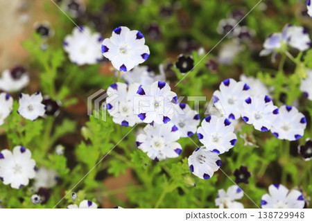 Nemophila maculata (maculata) Nemophila maculata (maculata) 138729948