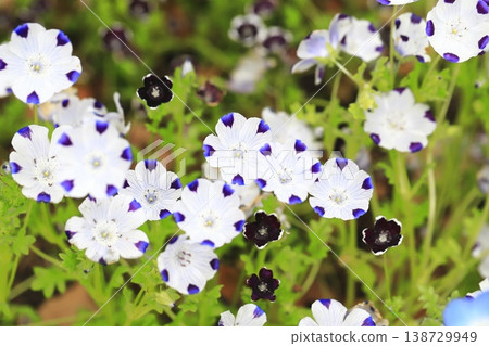 斑點灰蝶 (Nemophila maculata) 138729949