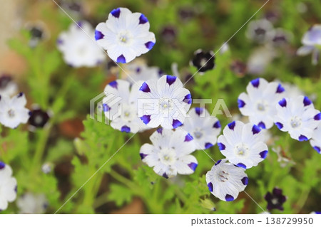 Nemophila maculata (maculata) Nemophila maculata (maculata) 138729950