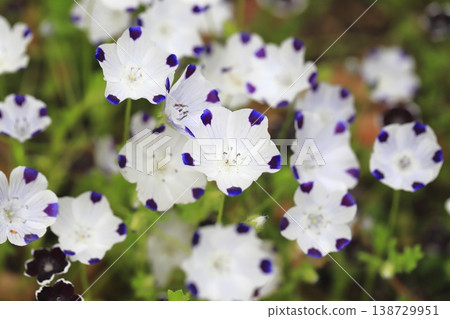 斑點灰蝶 (Nemophila maculata) 斑點灰蝶 (Nemophila maculata) 138729951