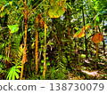 rain forest in Puerto Rico 138730079