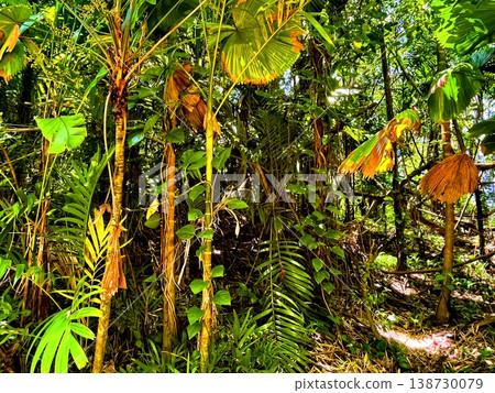 rain forest in Puerto Rico rain forest in Puerto Rico 138730079