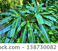 Banana plants in a botanical garden 138730082