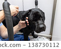 Black Labrador stands calm in self service wash while owner dries damp coat with gentle warm air 138730112