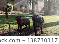 Blue French Bulldog and black Labrador play under garden sprinkler on sunny grass 138730117