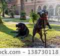 Black Labrador lounges on lawn as blue French Bulldog leaps into water jet with sparkling spray 138730118
