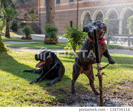 Black Labrador lounges on lawn as blue French Bulldog leaps into water jet with sparkling spray 138730118