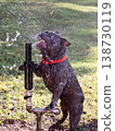 Funny blue French Bulldog stands by garden sprinkler catching water in open mouth in cool spray 138730119
