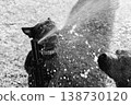 Blue French Bulldog meets bursting sprinkler jet in black and white with wild eyes and flying drops 138730120