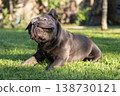 Blue French Bulldog shakes head on green grass in warm light with flying drops and wide wet eyes 138730121