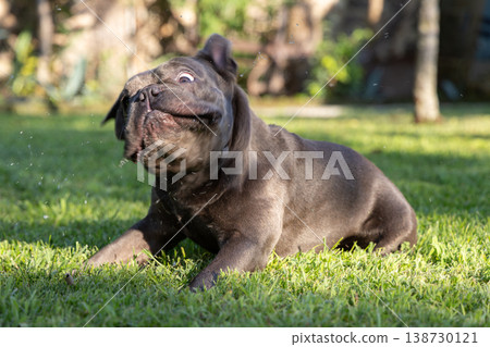 Blue French Bulldog shakes head on green grass in warm light with flying drops and wide wet eyes Blue French Bulldog shakes head on green grass in warm light with flying drops and wide wet eyes 138730121