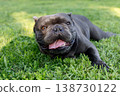 Smiling blue French Bulldog stretched across grass with open mouth glossy fur in sunny backyard 138730122