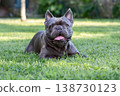 Blue French Bulldog resting on bright grass with upright ears bright eyes open mouth and pink tongue 138730123