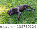 Blue French Bulldog rolls on sunlit grass with tongue out and raised paws in playful backyard joy 138730124