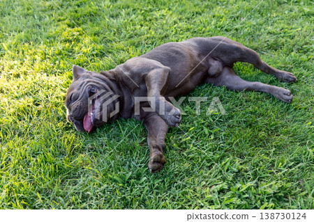 Blue French Bulldog rolls on sunlit grass with tongue out and raised paws in playful backyard joy Blue French Bulldog rolls on sunlit grass with tongue out and raised paws in playful backyard joy 138730124