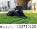 Purebred black Labrador fresh grass beside stylish house with sleek coat calm gaze and pink tongue 138730125