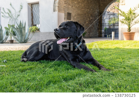 Purebred black Labrador fresh grass beside stylish house with sleek coat calm gaze and pink tongue Purebred black Labrador fresh grass beside stylish house with sleek coat calm gaze and pink tongue 138730125