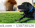 Pedigree black Labrador on bright grass near historic arched villa entrance with sleek fur calm gaze 138730126