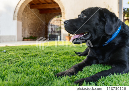 Pedigree black Labrador on bright grass near historic arched villa entrance with sleek fur calm gaze Pedigree black Labrador on bright grass near historic arched villa entrance with sleek fur calm gaze 138730126