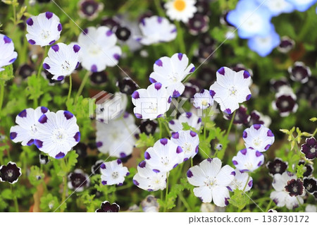斑點灰蝶 (Nemophila maculata) 138730172