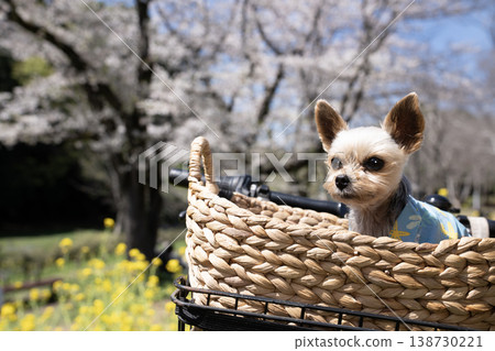 一隻約克夏梗犬坐在裝滿油菜花和櫻花的籃子裡。 138730221