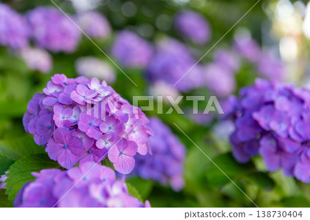 一簇五顏六色的繡球花 一簇五顏六色的繡球花 138730404