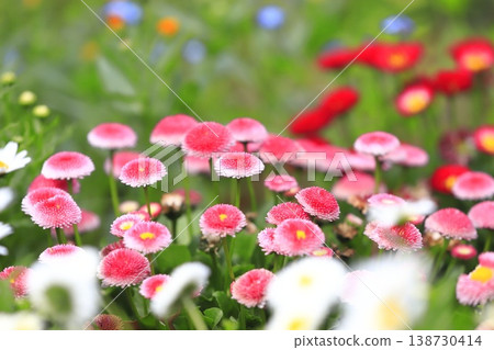 春天花壇粉紅雛菊 春天花壇粉紅雛菊 138730414