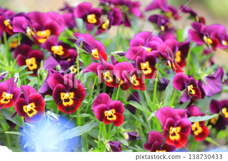 Colorful pansies (viola) Colorful pansies (viola) 138730433