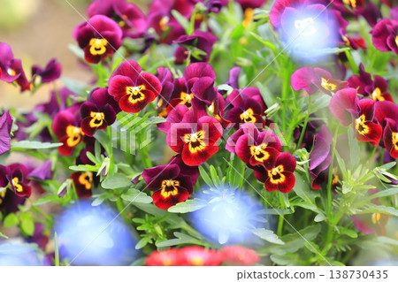 Colorful pansies (viola) Colorful pansies (viola) 138730435