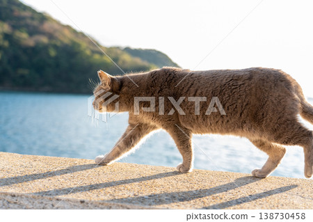 A cat on the beach, shining in the backlight. A cat on the beach, shining in the backlight. 138730458