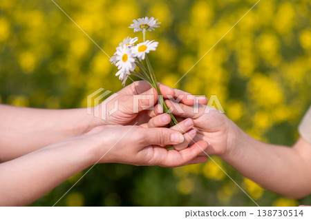 Two hands exchanging a small bouquet of daisies in a blooming summer field, symbolizing love, care, connection and tenderness, perfect for Mother's Day themes Two hands exchanging a small bouquet of daisies in a blooming summer field, symbolizing love, care, connection and tenderness, perfect for Mother's Day themes 138730514