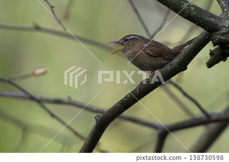 Eurasian Wren singing from twig in Sussex woodland Eurasian Wren singing from twig in Sussex woodland 138730598