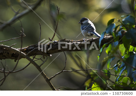 Great Tit perching on branch in Sussex woodland Great Tit perching on branch in Sussex woodland 138730600