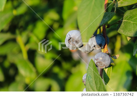 A cluster of juicy blueberry fruits glistening with morning dew in a sustainable backyard garden. A cluster of juicy blueberry fruits glistening with morning dew in a sustainable backyard garden. 138730742