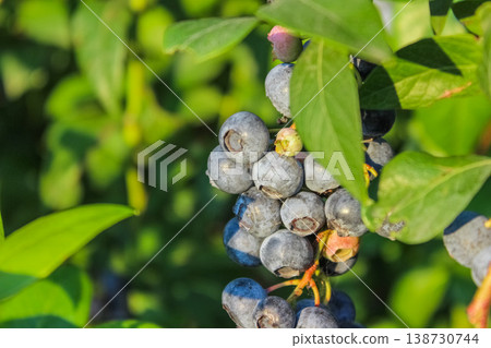 A bountiful bunch of highbush blueberry fruit matures gracefully amidst lush, ovate green foliage in a rural field. 138730744