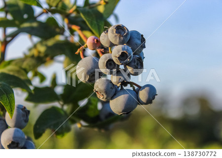 A snapshot of agriculture in motion, with a blueberry slowly ripening under the influence of the summer sun. A snapshot of agriculture in motion, with a blueberry slowly ripening under the influence of the summer sun. 138730772