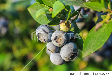 Sunlight filters through the canopy, illuminating a handful of berries in various stages of indigo ripening. Sunlight filters through the canopy, illuminating a handful of berries in various stages of indigo ripening. 138730785